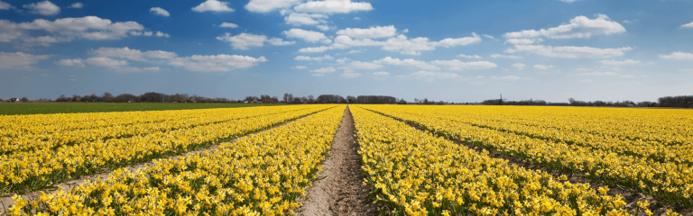 A field of daffodils