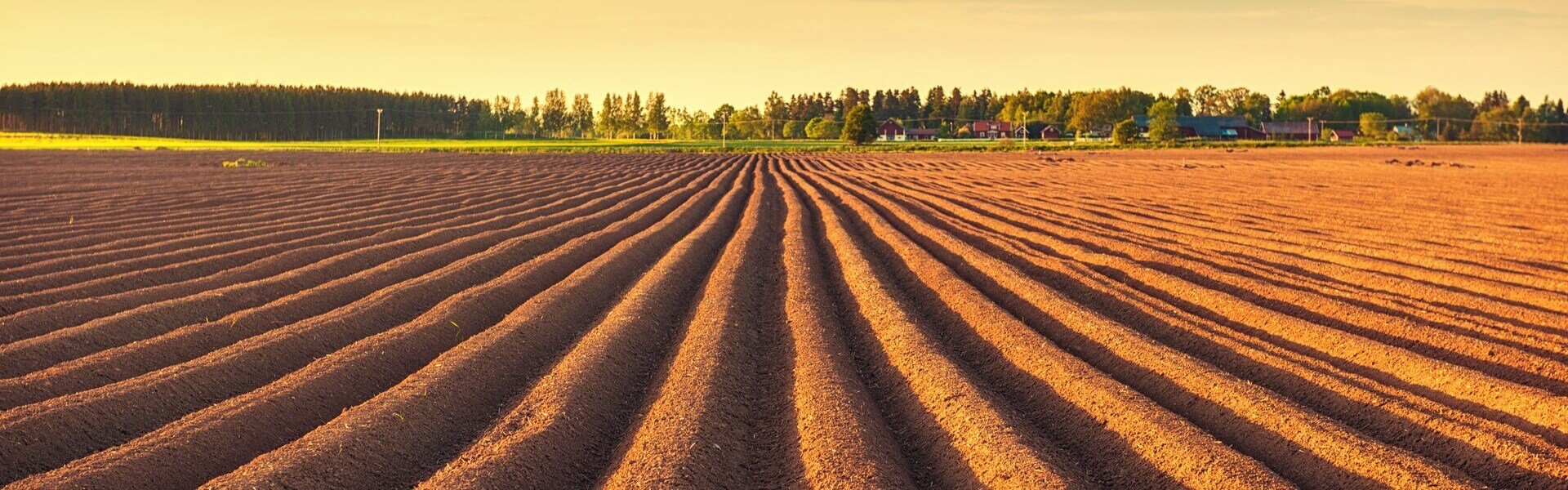 A farmland at sunset