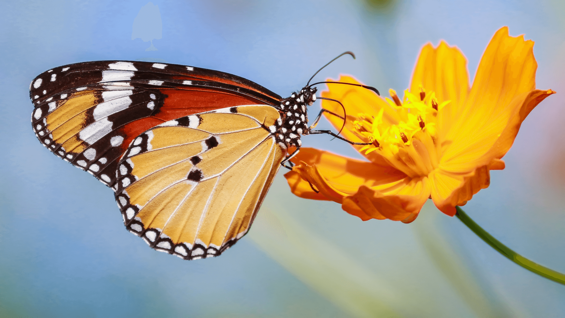 Butterfly on flower