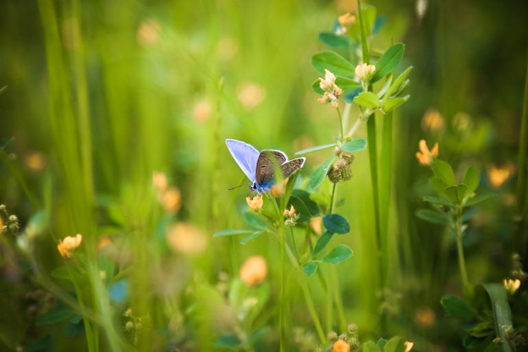 Blue butterfly on a green meadow