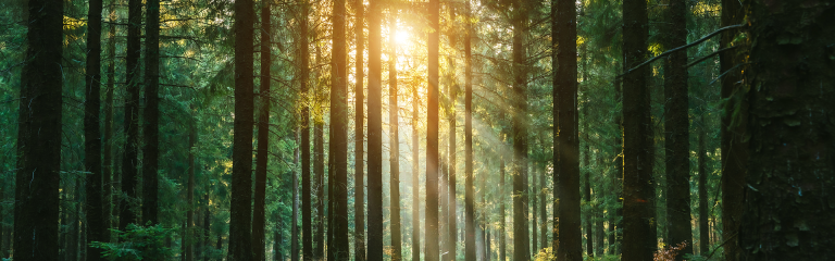 Sun's rays pierce through shady forest