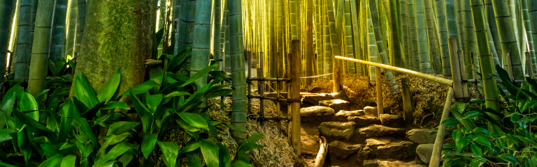 Bamboo forest with a path made of stones