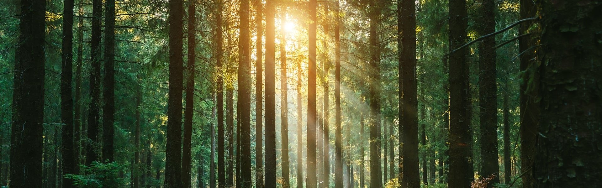 Sun shining in the forest