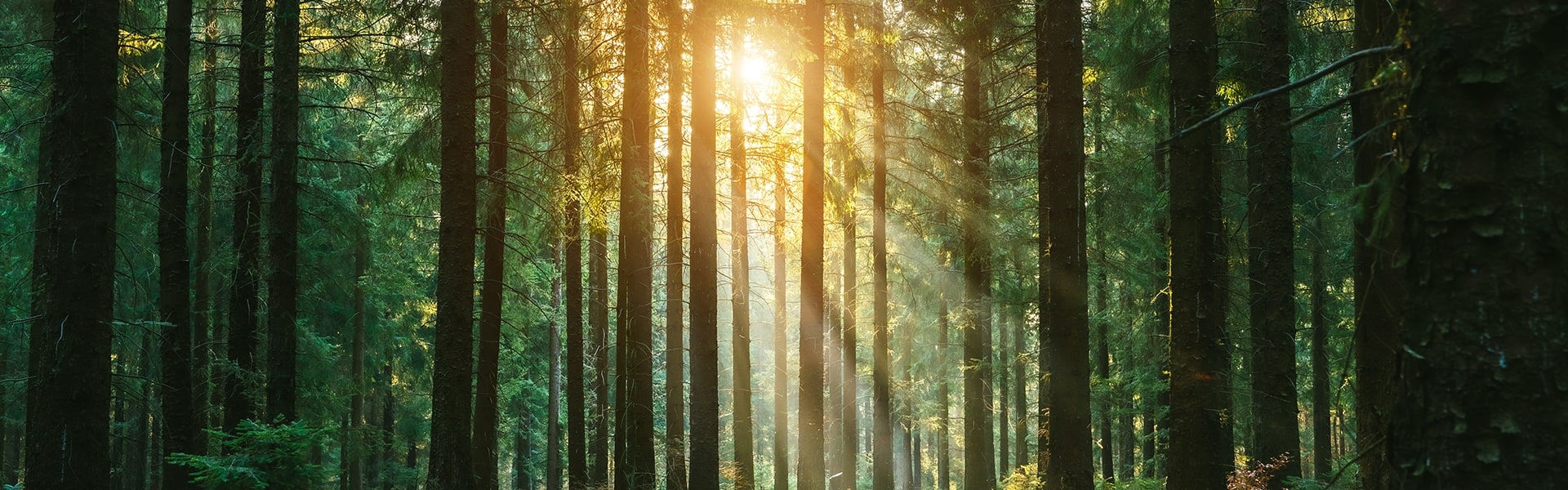 Sun shining in the forest