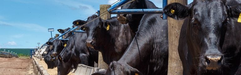 Cows heads