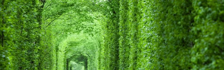A tunnel made of shrubs
