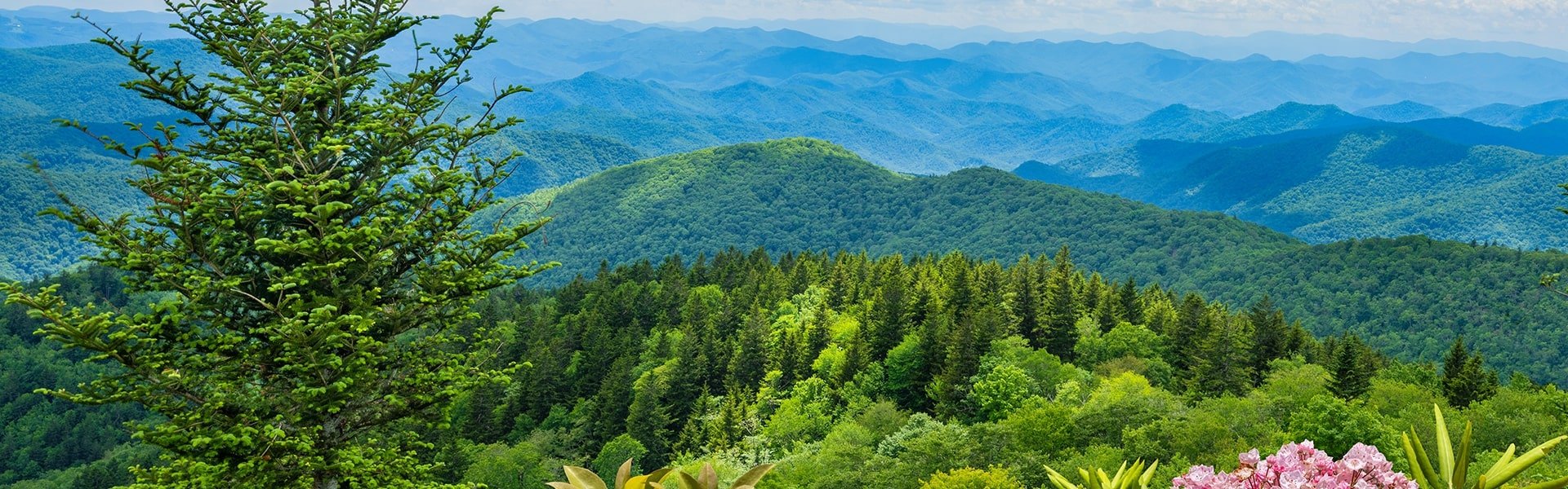 View of the tops of hills covered with trees