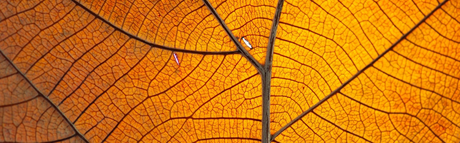 Close-up of the veins in the leaf