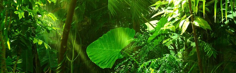 Leaves from the rainforest