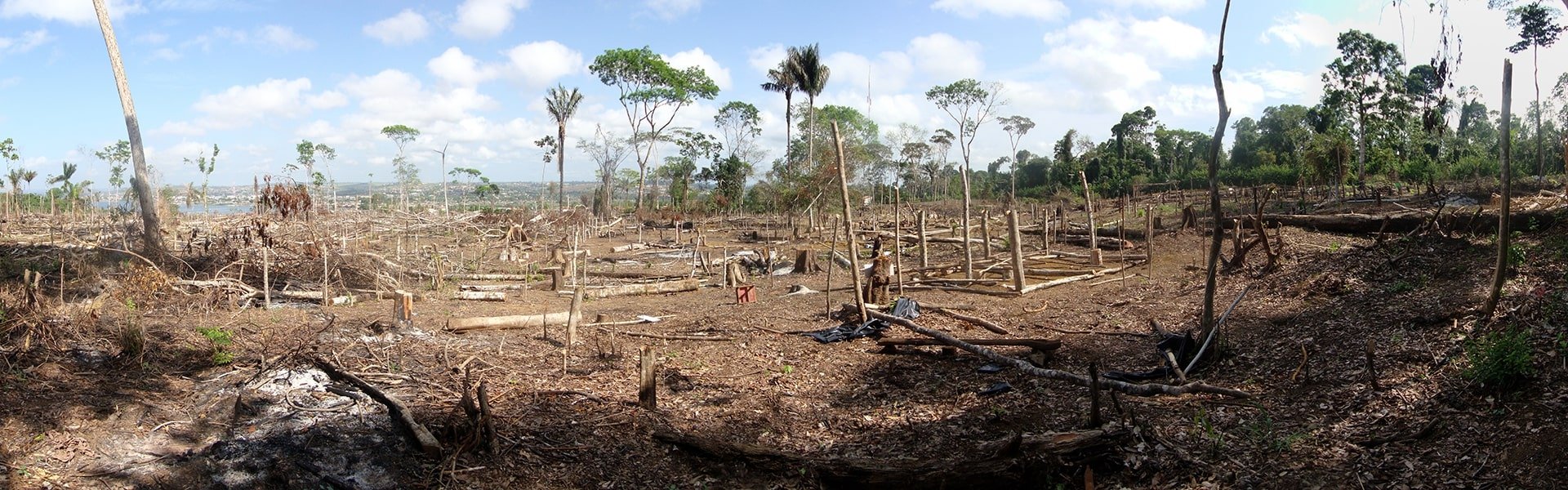Field with cut down trees
