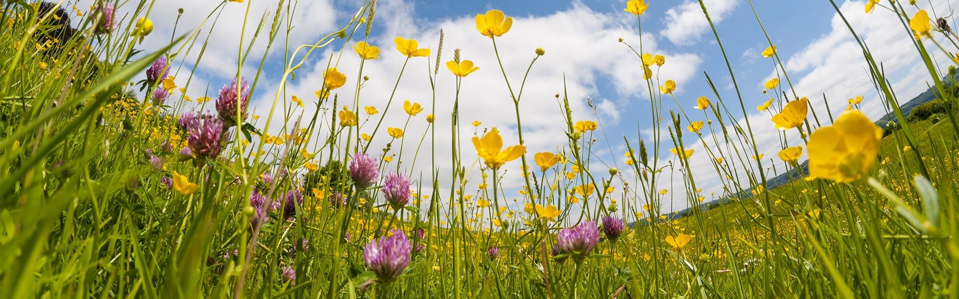 Flowers on the meadow