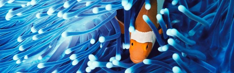 Nemo fish in the ocean