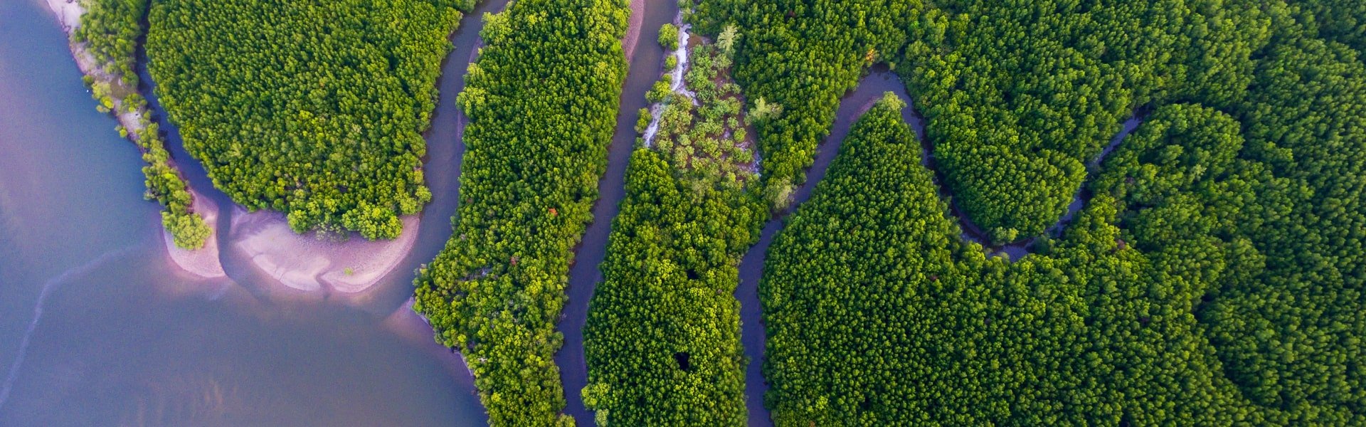 River tributary between the trees