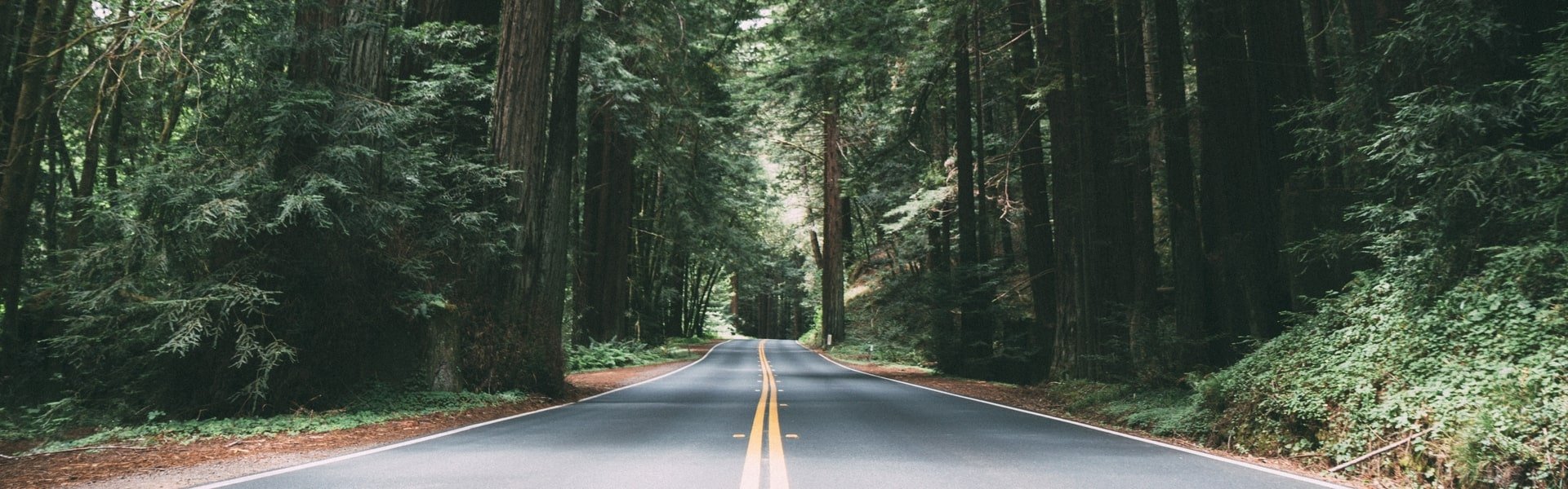 Road in the middle of the forest