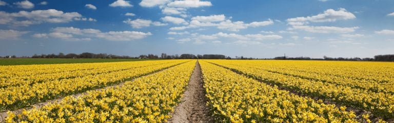 Field of daffodils