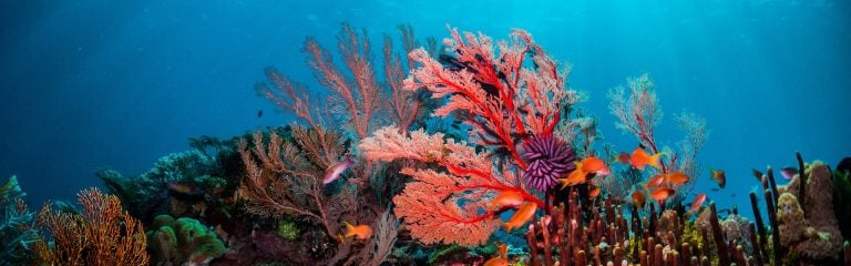 Colar reef