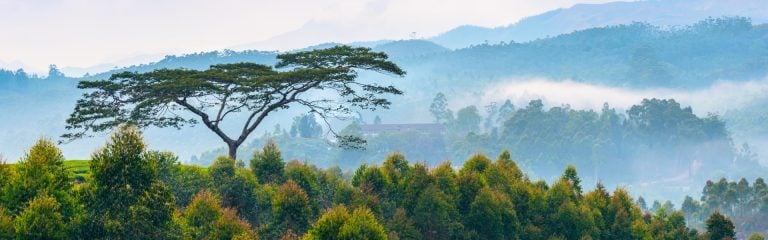 Beautiful tree aginst the mountain background