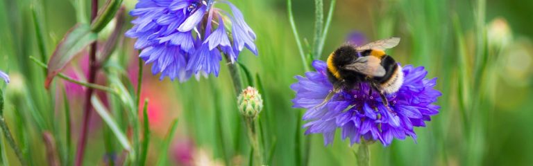 Bee on the flower