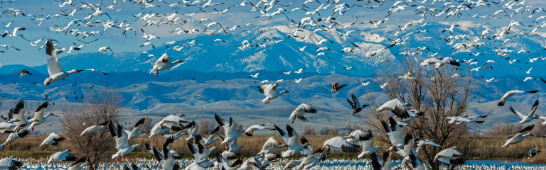 Large flock of Canada Geese flying together with mountains in background