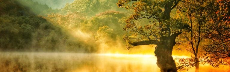 Mist rising from lake, tree in foreground