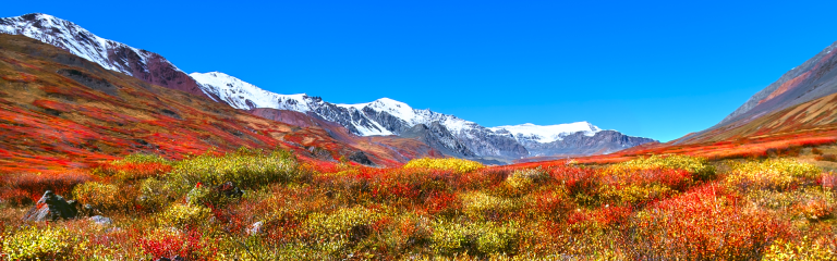 red and orange flowers in a meadow, with snow capped mountains in the background against a bright blue sky