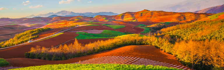 Colourful, rolling fields at sunset