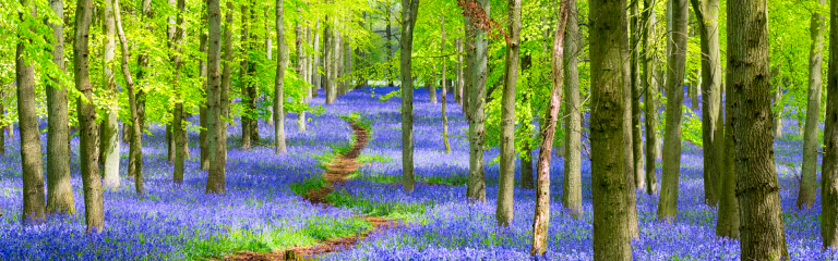woodland path surrounded by bluebells