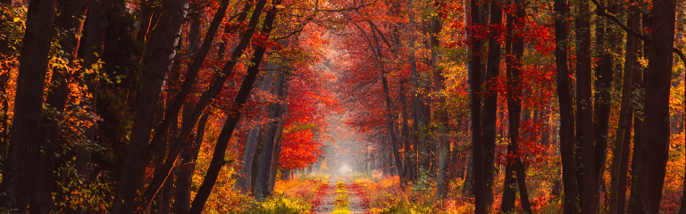 autumnal trees lining a forest path