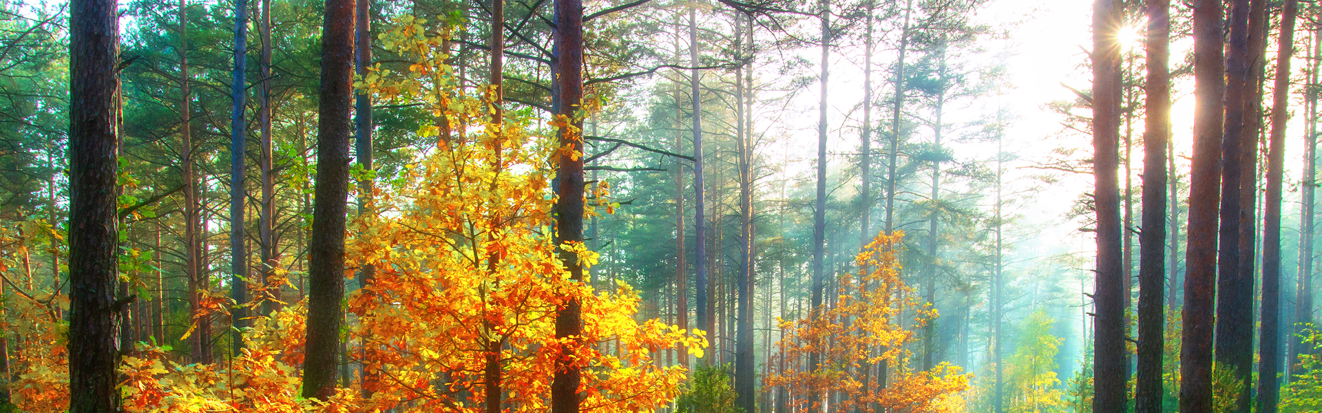 a forest scene is illuminated by shafts of sunlight.