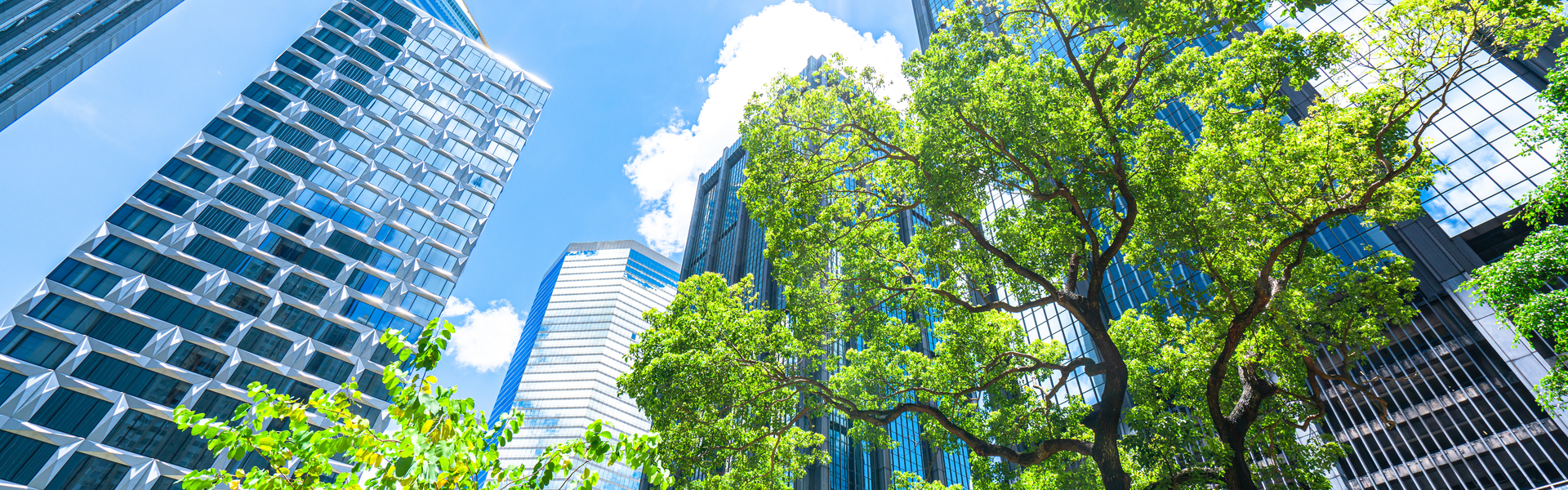 a view from below of skyscrapers with 2 leafy trees in the foreground