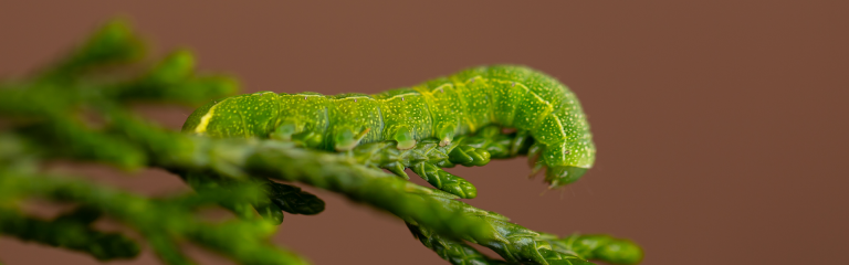a small green caterpillar inches along a leafy outshoot