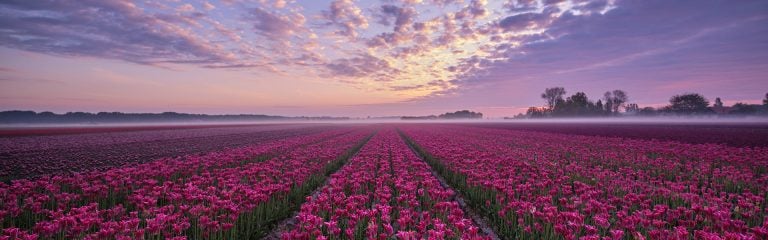 Field of purple tulips, early morning mist lying over field