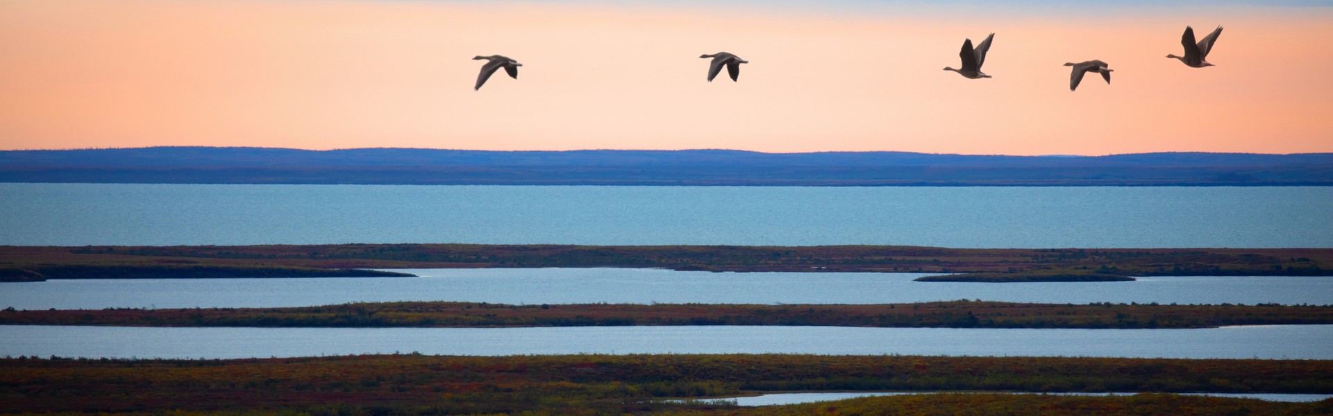 Migrating ducks flying over a river delta at sunset
