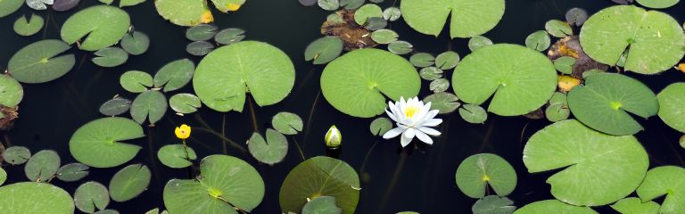 white lotus blossoming in a pond with lily pads